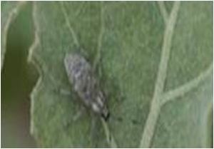 uploads/images/pest/ash weevils.jpg